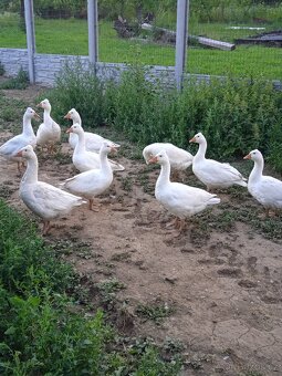 Česka husa chocholata - 2