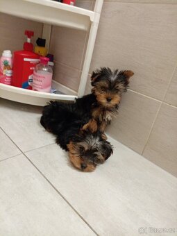 Jorkširsky teriér yorkširsky teriér - 2