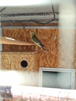 Papoušek zpěvavý - 2