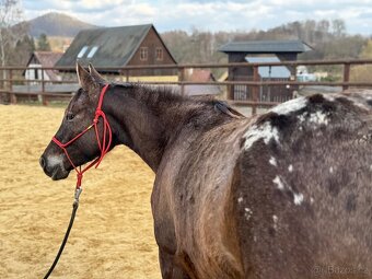 Dvouletá appa klisna - 2