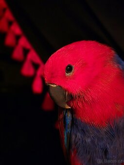 Eklektus různobarvý - 2