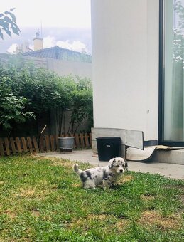 Welsh Corgi - 2