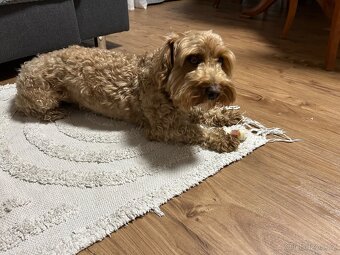 Maltipoo pes - 2