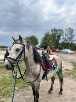 4 letý pony - 2