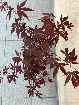 Japonský javor, zahrada, skalka, 2ks samostatně - 2