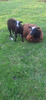 Prodám beranka Zwartbles - 2