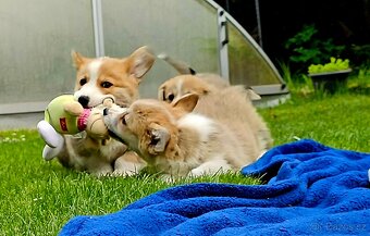Welsh corgi pembroke s PP - 2