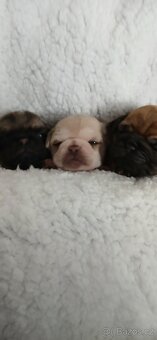Mops - 2