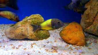 Tanganyika ... Tropheus moorii red rainbow a T. sp. Ikola - 2