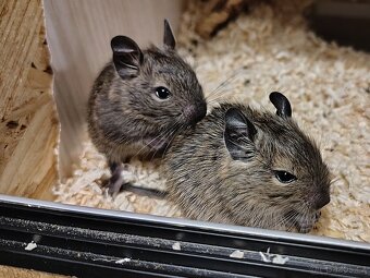 Osmák Degu - mláďata s VP ze zájmového chovu - 2