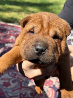 Sharpei - 2