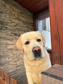 Labrador - 2