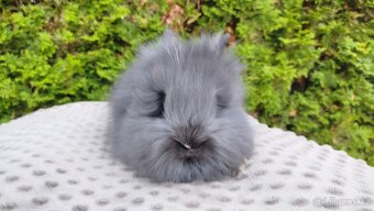 Zakrslý králík, králíček-(TEDDY)-OLAF, OLIVER, OLINA - 2