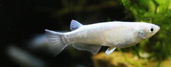 Medaka Japonská Metallic - Oryzias latipes - 2