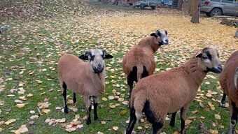 Prodám beránka - 2