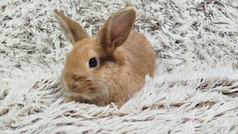 Zakrslý králíček, králík - LILI - 2