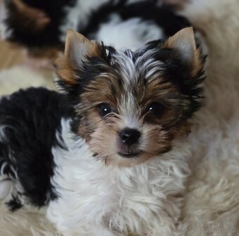 Jorkširský teriér-biewer - 2