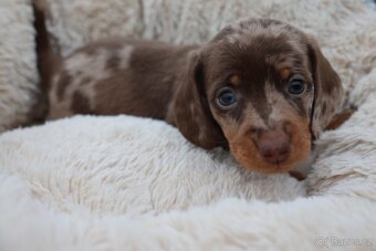 Jezevcik trpaslici - 2