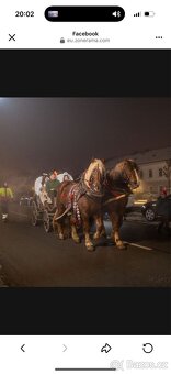 Prodám Valacha ČMB - 2