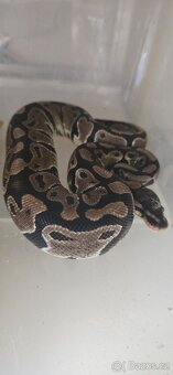 Python regius - krajta královská - 2