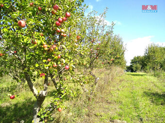 Prodej ovocného sadu, 40027 m², Chotiměř - 2