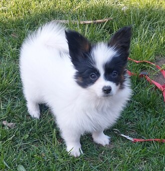 Papillon - 2