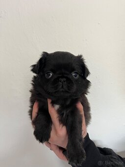 Mops bez PP - 2