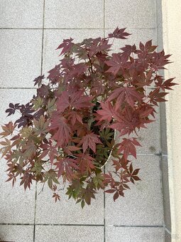 Bonsai, Bonsaj, japonský javor, lesík - 2