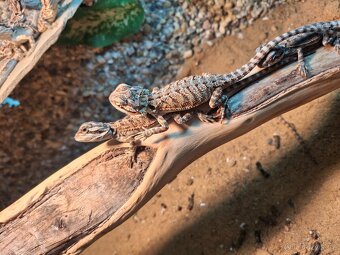 Agama vousatá - mláďata - 2