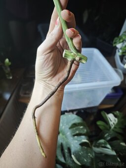 Monstera alba č.3 - 2