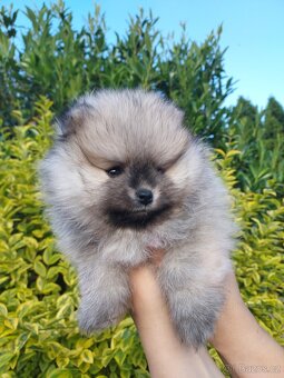 Pomeranian štěňátka - 2