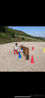 Prodám chovnou klisnu minihorse, american miniature horse - 2
