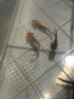 Axolotl - 2