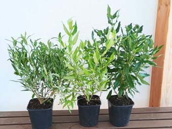 Ořechokřídlec , hortenzie a další keře - 2