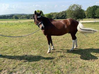 Pony KHV 134 cm (kat.A) 9 letý - 2