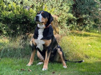 Velký švýcarský salašnický pes - rezervace štěňátek s PP - 2