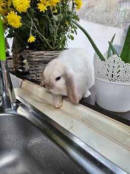 Zakrslý králík - 2