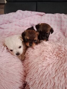 Yorksirsky/Jorksirsky terier X - 2