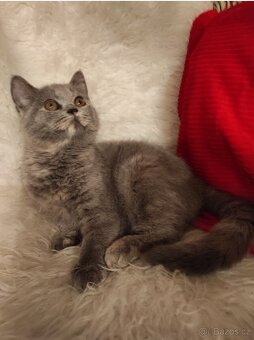 Britská modrá koťátka - 2