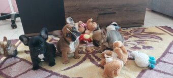 Francouzský buldoček - 2