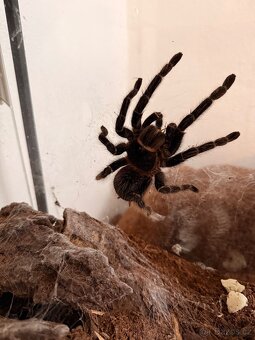 Sklípkani + terária - 2