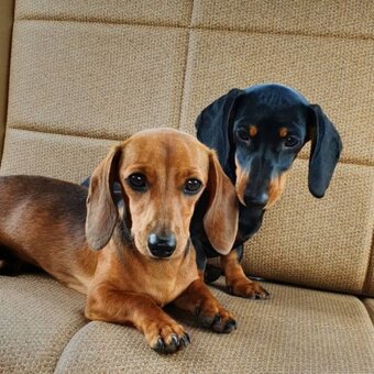 Jezevčík trpasličí krátkosrstý - 2