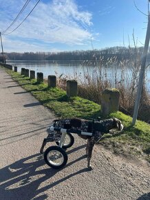 invalidní vozík pro psa - 2