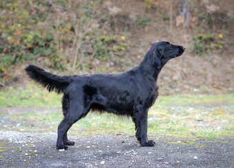 Flat coated retriever s PP - CHS Cedletes - 2