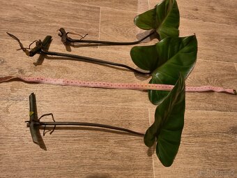 Philodendron - 2