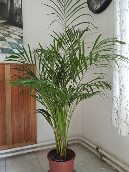 Palma cca 160 cm, zdravá 2ks - 2