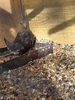 Korela chocholatá - 2