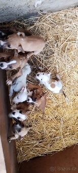 Americký stafordšírský teriér - 2