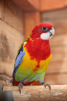 Rosela pestrá štěp na černou a opalinu - 2