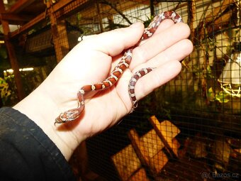 Užovka červená (Pantheropis gutatus) - 2